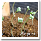 ブロッコリーの発芽（8月）の画像