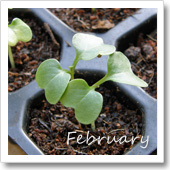 ブロッコリーの発芽（2月）の画像
