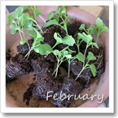 ブロッコリーの発芽（2月）の画像