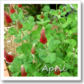 クリムゾンクローバーの開花(4月)