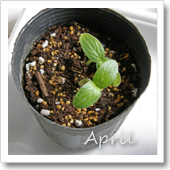 キュウリの発芽（4月）の画像