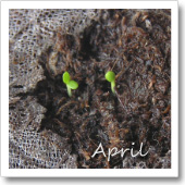 シロタエギクの発芽（4月）