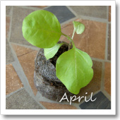 ナスの発芽（4月）の画像