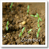 かすみ草の様子（10月）の画像