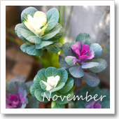 葉牡丹の様子（11月）の画像