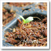 マリーゴールドの発芽（3月）の画像