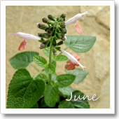 サルビア・コクシネアの開花（6月）の画像