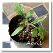トマトの発芽（4月）の画像