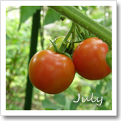 トマトの様子（7月）の画像
