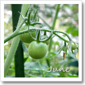 トマトの様子（6月）の画像