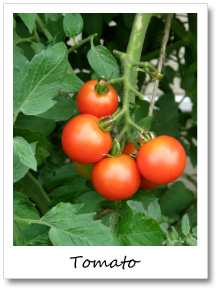 収穫したトマトの画像