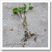 ルピナスの芽の写真