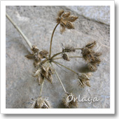 オルレアの種子の写真