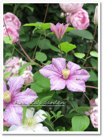 クレマチス「かぐや」開花: Honoka's gardening memo