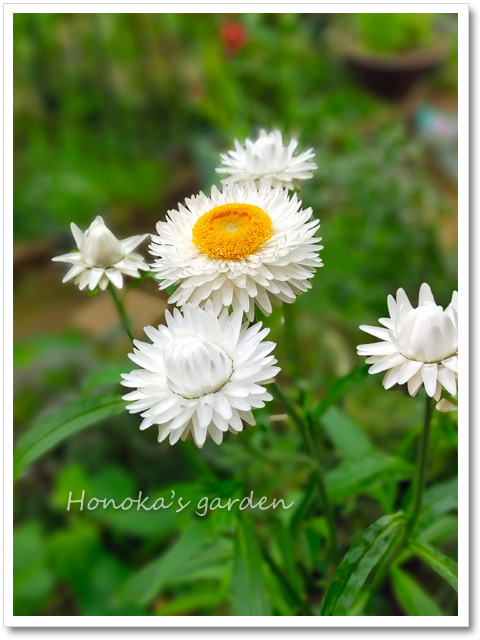 帝王貝細工「アトラクション混合」: Honoka's gardening memo