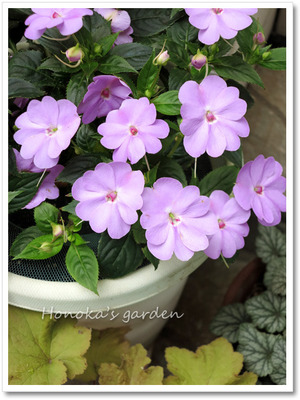 sunpatiens_190712 サンパチェンス